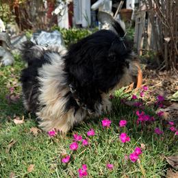 Theo - Black and white male Shih Tzu puppy in Taylorsville, North Carolina from Feather & Tail Acres