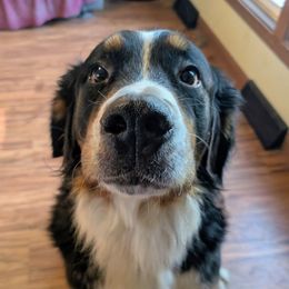 Freya - Bernese Mountain Dog