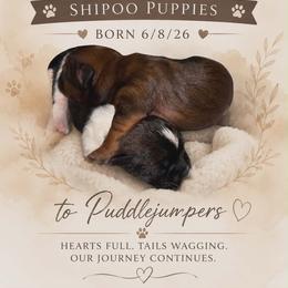 Shihpoo puppies from Puddlejumpers