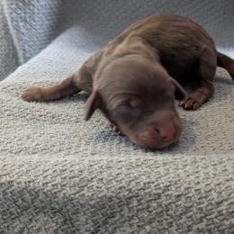 Fern - Chocolate and tan female Dachshund puppy in Indianapolis, Indiana from Englehaus Dachshunds
