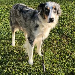 Gwen - Australian Shepherd