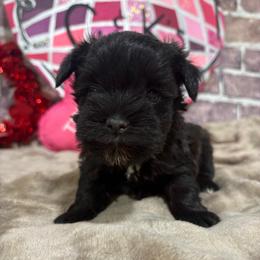 Sadie - Black female Miniature Schnauzer puppy in Lufkin, Texas from C&K’s Schnauzer House