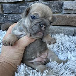 Lulu - Tricolors female French Bulldog puppy in Jacksonville, Florida from Jacksonville Frenchies