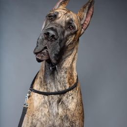 Great Danes from DiolaDanes
