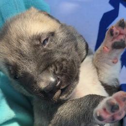 Black Collar - Fawn male Turkish Boz Shepherd puppy in Steamboat Springs, Colorado from Emerald Mtn Ranch LLC