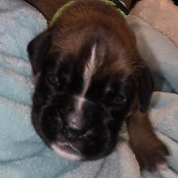 Green girl - Fawn female Boxer puppy in Titusville, Florida from Saskobox