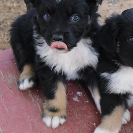 Willa - Black tri-color female Australian Shepherd puppy in Phoenix, Arizona from Rockin' Diamond T Ranch Australian Shepherds