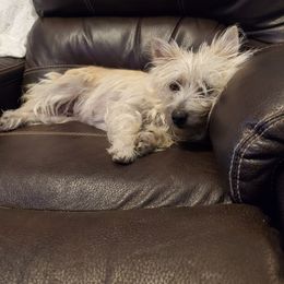 Cairn Terrier Puppies from Ferguson's Cairn Terriers