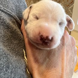 Dalmatian Puppies from Queen of Hearts Dalmatians