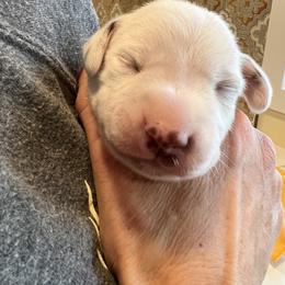 Dalmatian Puppies from Queen of Hearts Dalmatians