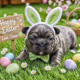 Clover - Blue female French Bulldog puppy in Greenville, Texas from Lovey’s Frenchies