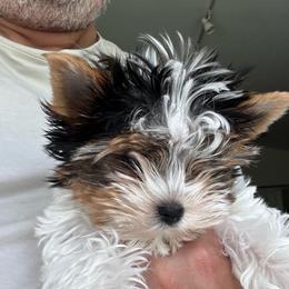 Boy 2 - Black tan and white male Biewer Terrier puppy in Kerhonkson, New York from Arc-en-Ciel Biewers & Maltese