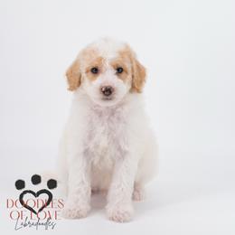 Mister Grey - Parti male Labradoodle puppy in Travelers Rest, South Carolina from Doodles of Love Labradoodles