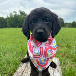 Jasmine - female Golden Mountain Doodle puppy in Benton, Arkansas from B&K Doodles, LLC