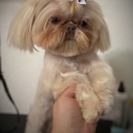 Angus - Shih Tzu