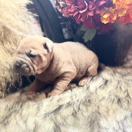 Pickles - Blue sable male Chinese Shar-Pei puppy in Lehigh Acres, Florida from Florida Wrinkles