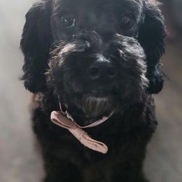 Prince - Poodle