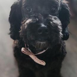 Prince - Poodle