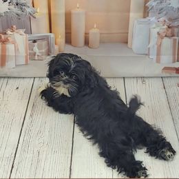 Ivan AKC - Black and white male Shih Tzu puppy in Troutville, Virginia from Mountain Pass Barn