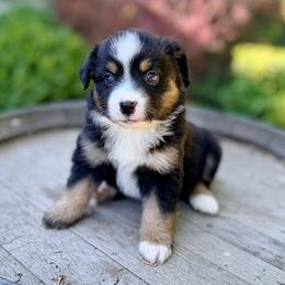 Americone Dream - Black tri female Miniature Australian Shepherd puppy in Dayton, Washington from Rafter 22 Aussies