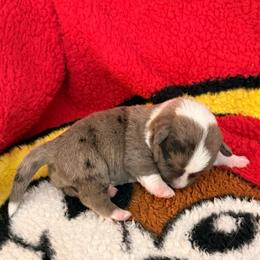 Liberty - Brindle merle and white female Cardigan Welsh Corgi puppy in Mishawaka, Indiana from Squires Corgi Cottage