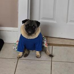 Ivy - Pug