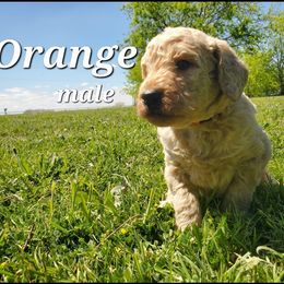 Labradoodle Puppies from Silver Acorn Doodles