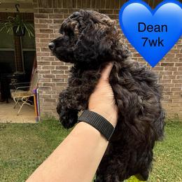 Dean - Sable male Poodle puppy in Bedford, Texas from S.H.A.R.P.’s Toy Poodles