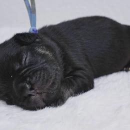 Green - Black and tan male French Bulldog puppy in Avondale, Arizona from BigDiamondFrenchies