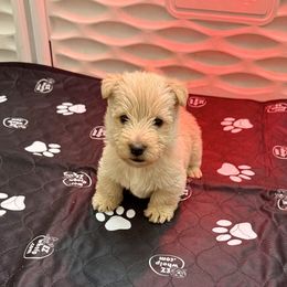 Green - Wheaten male Scottish Terrier puppy in Lubbock, Texas from RocketST
