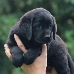 Yellow Collar - Black female Labrador Retriever puppy in Morriston, Florida from Penny Lane Labradors