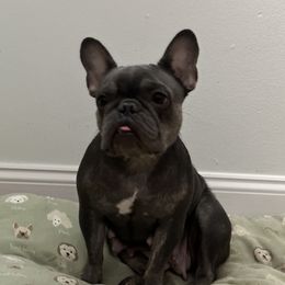 Nova - French Bulldog