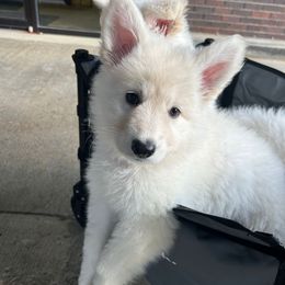 Girl 3 - White female German Shepherd puppy in Valley Springs, South Dakota from Von Pasch German Shepherds