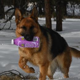 Ullee - German Shepherd