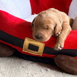 April - orange collar - Red  female Goldendoodle puppy in Puyallup, Washington from Dawnie’s Doodles