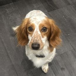 Gibbs - Dachshund