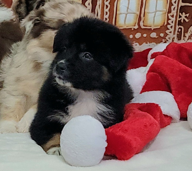 Australian Shepherd Puppies from Winsome Aussies