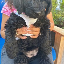 Double Doodle Puppies from Goldendoodle Labradoodle MIX !!!