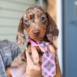 Ferrero - Dapple male Dachshund puppy in Marion, Ohio from Doodles & Doxies