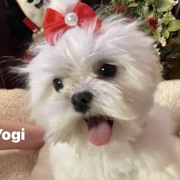 Yogi - Maltese