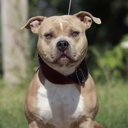 Theo - Blue fawn American Bully puppy in Nebraska from Wulfsbane American Bullies
