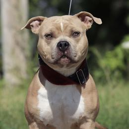 Theo - Blue fawn American Bully puppy in Nebraska from Wulfsbane American Bullies