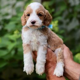 Walter - Baby blue collar - Red  male Goldendoodle puppy in Ruthorfordton, North Carolina from Duncan Doodles Goldendoodles
