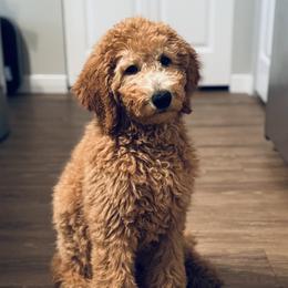 Goldendoodle All Grown Up from Dawnie’s Doodles
