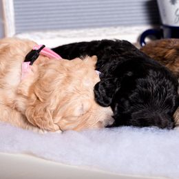 Bernedoodle Puppies from Sugarcreek Haven Bernedoodles