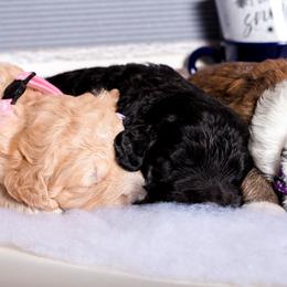 Bernedoodle Puppies from Sugarcreek Haven Bernedoodles