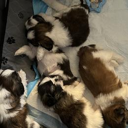 Shih Tzu puppies from Brenda's Shih Tzus