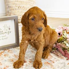 Goldendoodle, Irish Doodle, Labradoodle, and Poodle Puppies from Desert Doodles