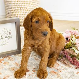 Goldendoodle, Irish Doodle, Labradoodle, and Poodle Puppies from Desert Doodles