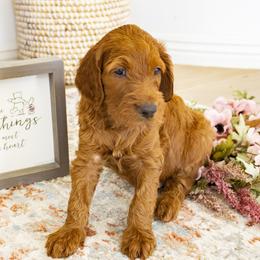 Goldendoodle, Irish Doodle, Labradoodle, and Poodle Puppies from Desert Doodles